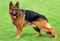 The most loyal breed of dog: description and nature of the rocks