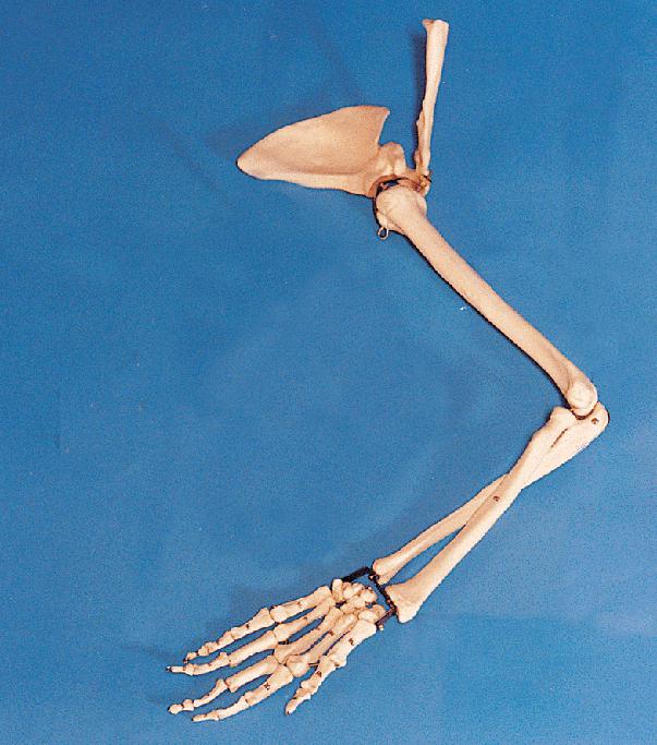 ile kości w ręku człowieka