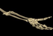Quantos ossos na mão de uma pessoa? Nisso juntos