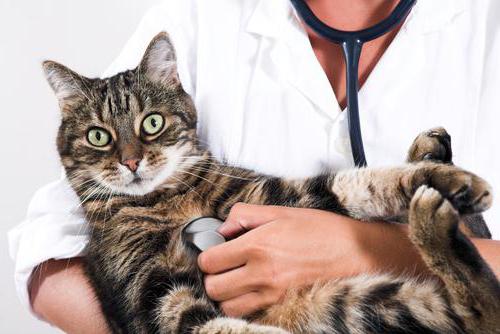 wirusowe zapalenie otrzewnej u kotów objawy i leczenie