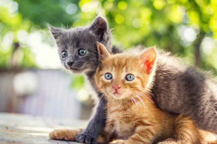 infectious peritonitis in cats symptoms