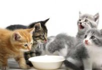 Інфекційний, або вірусний перитоніт у кішок: симптоми і лікування