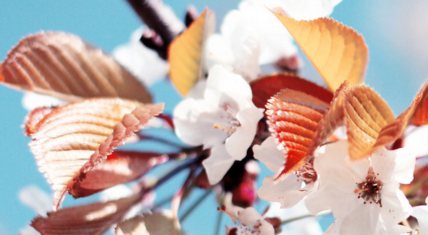 Blume cineraria – Etalon Raffinesse