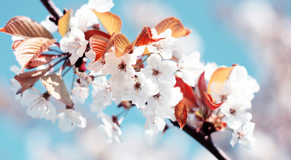 Blume cineraria – Etalon Raffinesse